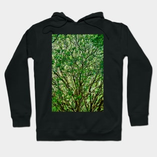 Muir Woods Study 23 Hoodie